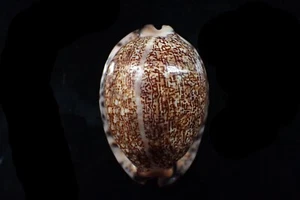 TATSKIESHELLS -sea shells cypraea   big and callused mouth   75-m.m. f+++ - Picture 1 of 4