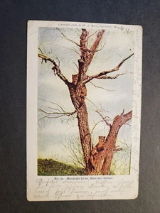 BASIN, BIG HORN County, WYOMING 1906 MOUNTAIN LIONS Postcard to ST. LOUIS, MO - Picture 1 of 2