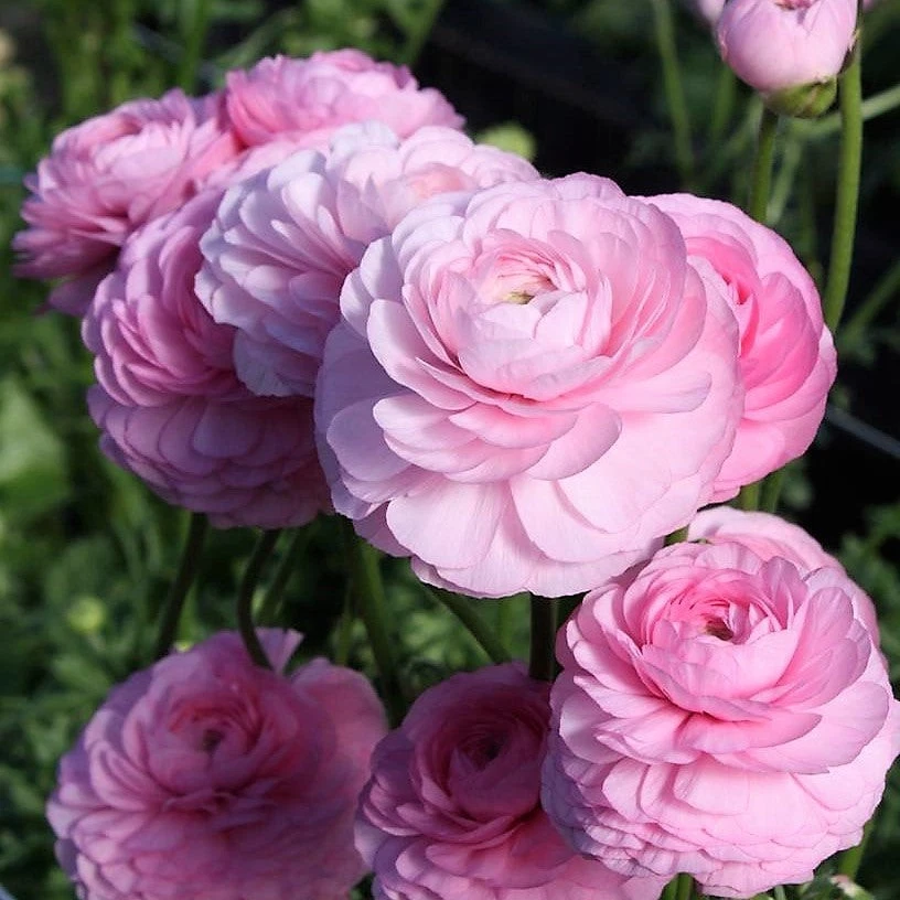 Easy to Grow 意大利 Ranunculus Elegance Rose Chiaro 5 种植物灯泡,区域 8-10 — 第 1/2 张图片