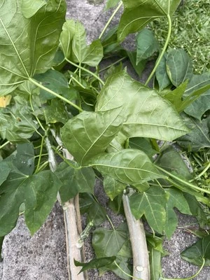 5 HAWAII Volcanic Chaya Tree Spinach Cuttings Maya Superfood Cnidoscolus Start - Image 1 of 4