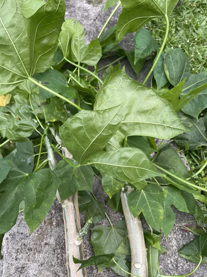 5 HAWAII Volcanic Chaya Tree Spinach Cuttings Maya Superfood Cnidoscolus Start - Image 1 of 4