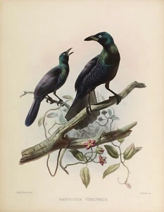 Piatto n. 6 Manucodia Chalybeus Birds of Paradise di Daniel Elliot Giclée Repro - Foto 1 di 2