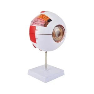 Eyeball Model Anatomical Eye Model Medical Learning And Teaching Instrument Medi - Picture 1 of 6