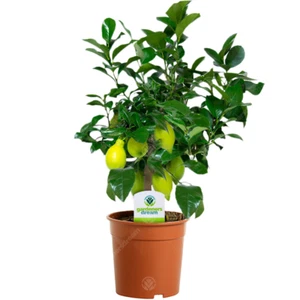 Citrus Lemon - 1 Plant - House / Office Live Indoor Pot Plant Tree Potted - Picture 1 of 5