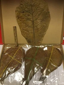 kombiset 30 Tropical Almond Tree Leaves 15-20cm & 1 Tube Sea Bark & 1 Travel - Picture 1 of 4