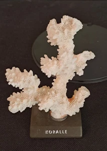 Coral de piedra blanco real en base de pantalla, 54 g - Imagen 1 de 16