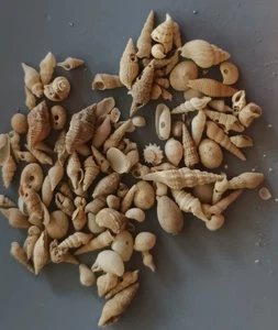 100 pcs assorted seashells Philippines 3-17 mm DEEP WATER (10) - Picture 1 of 5