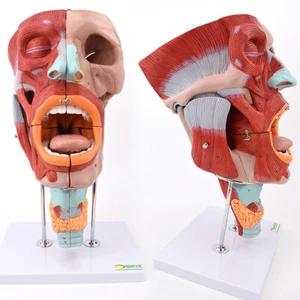 2:1 Nose,mouth,throat,facial muscles Medical model.ENT dentistry otolaryngology - Picture 1 of 10