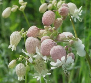 Bladder Campion Wildflower ~ 25+ Organic Seeds ~ Free shipping ~ US seller - Picture 1 of 1