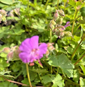 Geranium × cantabrigiense 'Cambridge' FREE DELIVERY ON 5 OR MORE OF ANY PLANTS - Picture 1 of 7