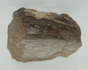 Old Stock Display Specimen Petrified Palmwood Log Forest Palmoxylon 8+ oz. - Bild 1 von 11