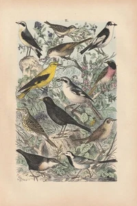 Singvögel Pirol Amsel Nachtigall Drossel Zeisig Bachstelze LITHOGRAPHIE von 1880 - Bild 1 von 1