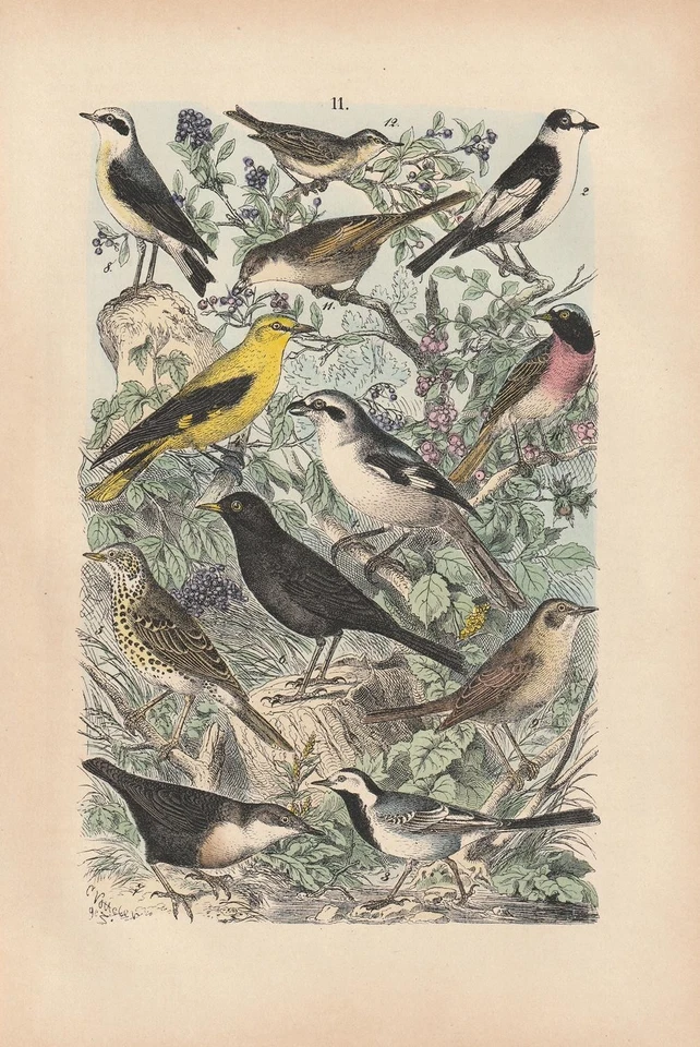 Singvögel Pirol Amsel Nachtigall Drossel Zeisig Bachstelze LITHOGRAPHIE von 1880 - Bild 1 von 1