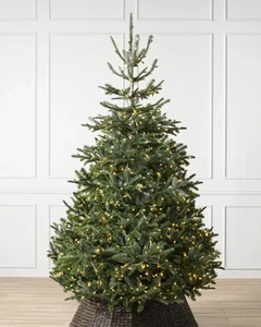 Balsam Hill - Nordmann - 5 Fuß mit LED-Leuchten UVP 429 £ - Bild 1 von 3