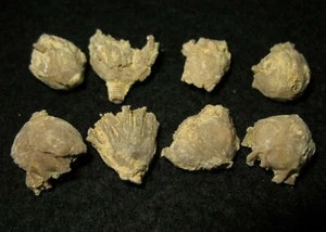 Ordovizium Bromid Pararchaeocrinus decoratus crinoid Fossil 1 pro Gebot (klein) - Bild 1 von 5