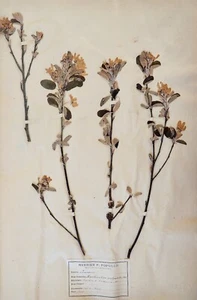 Botany - Plank Herbarium Xixth - Plants Dried - Rosaceae 28 - Picture 1 of 3