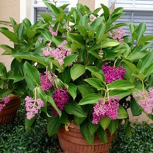 Malaysian Orchid - Medinilla myriantha - Live Plant