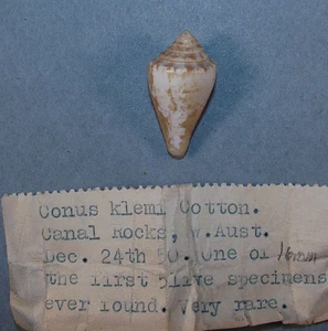 CONUS KLEMAE 25.64mm BEAUTIFUL RARE SPECIMEN Canal Rocks, Western Australia - Picture 1 of 2