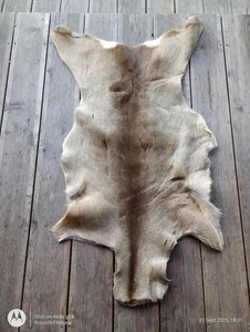 Highland Mountain Wild Roe Deer Pelt Skin Hide Fur Quality Taxidermy Home Decor  - Picture 1 of 12