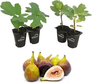 Fig Tree - 4 Live Starter Plants - Ficus Carica - Picture 1 of 26
