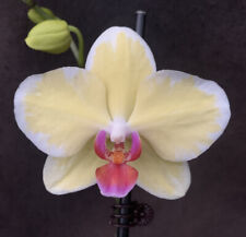 Phalaenopsis Hsinying Fortune â€œPlat Inum* *Orchid Plant.