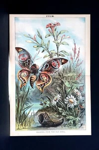 Escape from TAMMANY 1881 BUTTERFLY FLOWER GARDEN Tilden Hewitt Potter Robinson - Picture 1 of 10