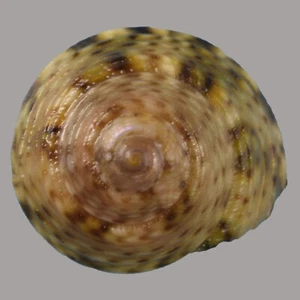 GIBBULA PHILBERTI (S'Agaro, Girona, Spagna) 8,6 mm #46780 - Foto 1 di 3