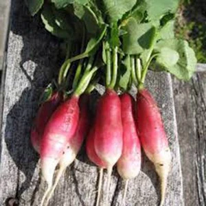 RADISH SEED , FRENCH BREAKFAST , HEIRLOOM, NON GMO, 500 SEEDS, RADISHES - Picture 1 of 1