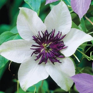 25 White Purple Clematis Seeds Flowers Perennial Bloom Seed Flower 407 US SELLER - Picture 1 of 12