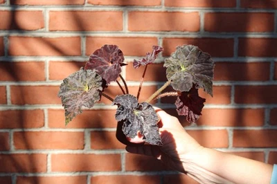 Begonia Madame O'Reily - Image 1 of 2