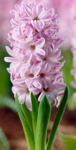 Hyacinth Mystery Girl : $69 For 8 Bulbs Free Postage - Bild 1 von 3