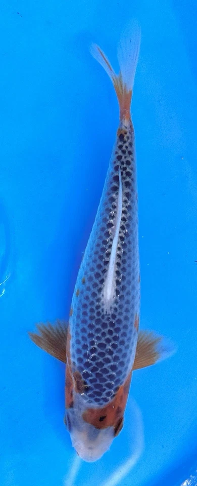 "Excelente pez koi vivo ASAGI #226 4-5""" Foto 1 de 1