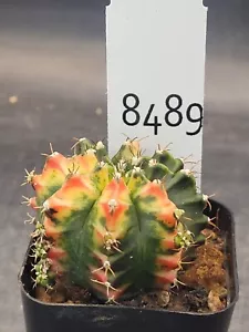 Gymnocalycium Mihanovichii Variegated Multiple Colored Bright Cactus #8489 - Picture 1 of 4