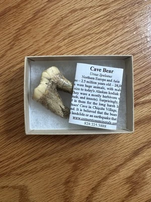 Fossilized Cave Bear Tooth - Image 1 of 4