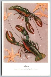 Roger Tory Peterson Aquarell Hummer Kunst Künstler signiert alte Postkarte J8 - Bild 1 von 3