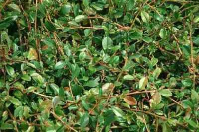 Bodendecker kriechend Cotoneaster dammeri  Radicans    10-20 cm  25 Stück - Bild 1 von 4
