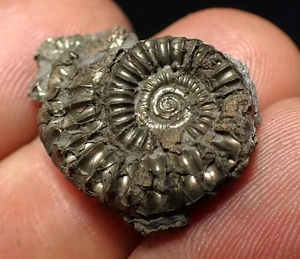 Pyrite multi-ammonite fossil (25 mm) Crucilobiceras Charmouth Jurassic Coast UK - Picture 1 of 5