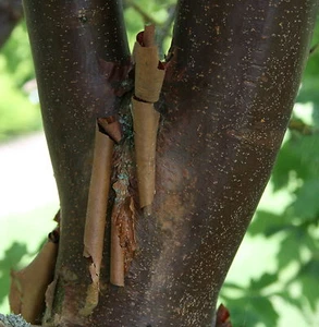 Zimtahorn Ahorn Acer griseum 80 - 100 cm im 7,5 Liter Container - Bild 1 von 3