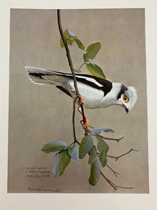 Louis Agassiz Fuertes & The Singular Beauty of Birds Curly-crested Helmet Shrike - Picture 1 of 2