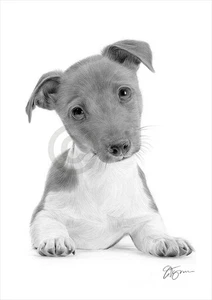 JACK RUSSELL PUPPY pencil drawing giclee print - 2 sizes signed by artist - Picture 1 of 1