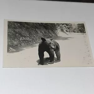Vintage Penn's Grand Canyon Bear Tourism Photo Postcard White Border Unposted - Picture 1 of 8