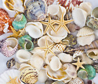 Coquillages de mer mélangés coquillages de mer étoile de mer pour thème de plage fête mariage décoré