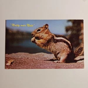 Postkarte Nussig über Nüssen Erdhörnchen Streifenhörnchen Tiere Tierwelt Landschaft Kunst - Bild 1 von 6