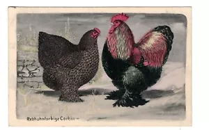 Animals - Birds partridge col. hen chicken, Rebhun farbige Corhin - Picture 1 of 2