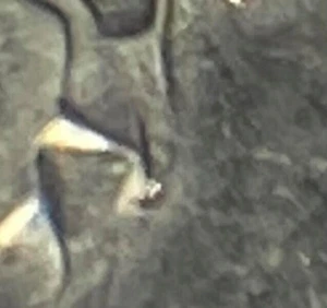 2006 D Roosevelt Dime error - die chip on corner of mouth and bottom of bust - Picture 1 of 9