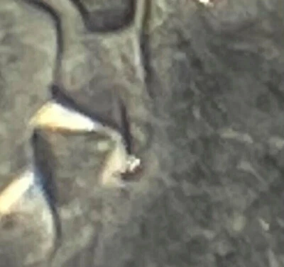 2006 D Roosevelt Dime error - die chip on corner of mouth and bottom of bust - Image 1 of 4