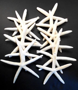 24 Beautiful White Finger Starfish 8-10" Beach Wedding Coastal Decor Crafts Art - Picture 1 of 3