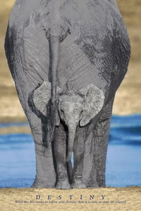 ANIMAL POSTER Destiny Elephant With Baby - Picture 1 of 1