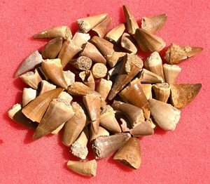 FIFTY A+ Mosasaur teeth, from Morocco #3 - Picture 1 of 1