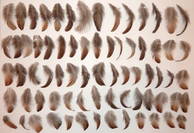 72 Federn Basteln Traumfänger Katzenspielzeug Deko - Bild 1 von 4